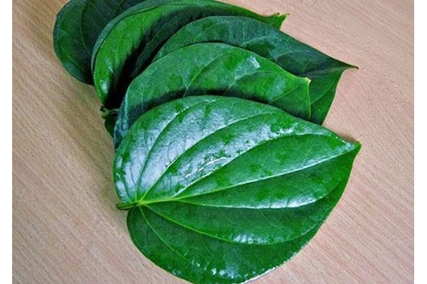 Bầu có ăn được lá lốt không?