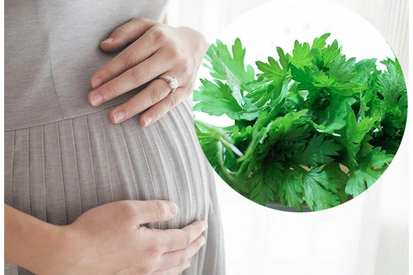 Bầu có ăn được ngải cứu không?