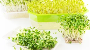 Rau sống có khả năng dễ bị nhiễm khuẩn